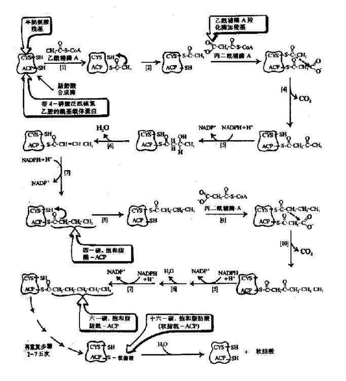 ԭ������֬����ϳ�ø������������֬��(16��0)