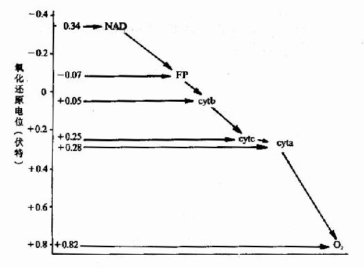 Ѫ����A�ṹʽ