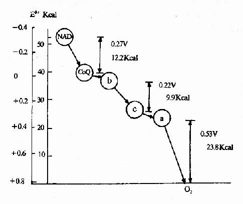 �������е��ӶԴ���ʱ�����ܵı仯