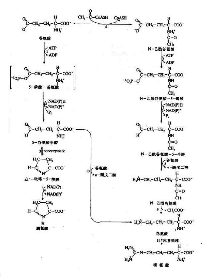 �ɹȰ������ɸ����ᡢ����;�����