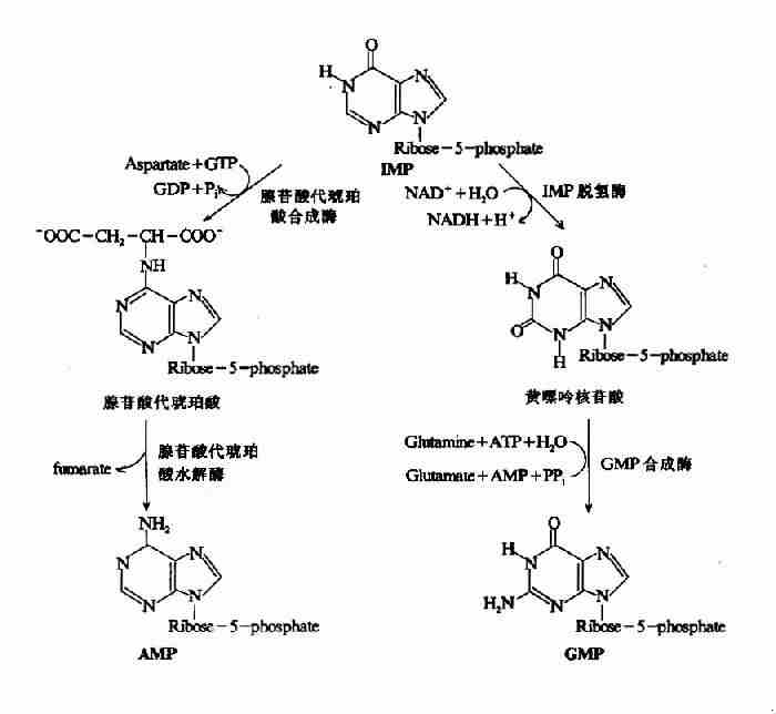 IMP�ֱ�����AMP��GMP