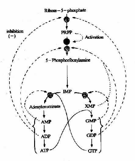 ���ʺϳɵĵ�����