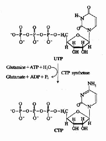 ��UTP�ϳ�CTP