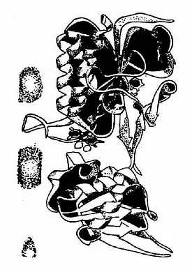 �󳦸˾���������ԭ