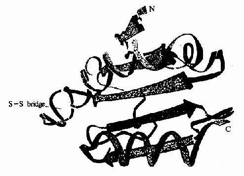 �󳦸˾���������ԭ���׵�X������ṹ