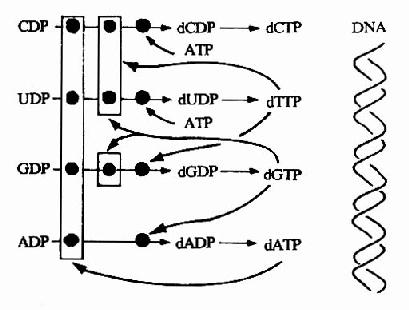 ����������ϳɵ�������