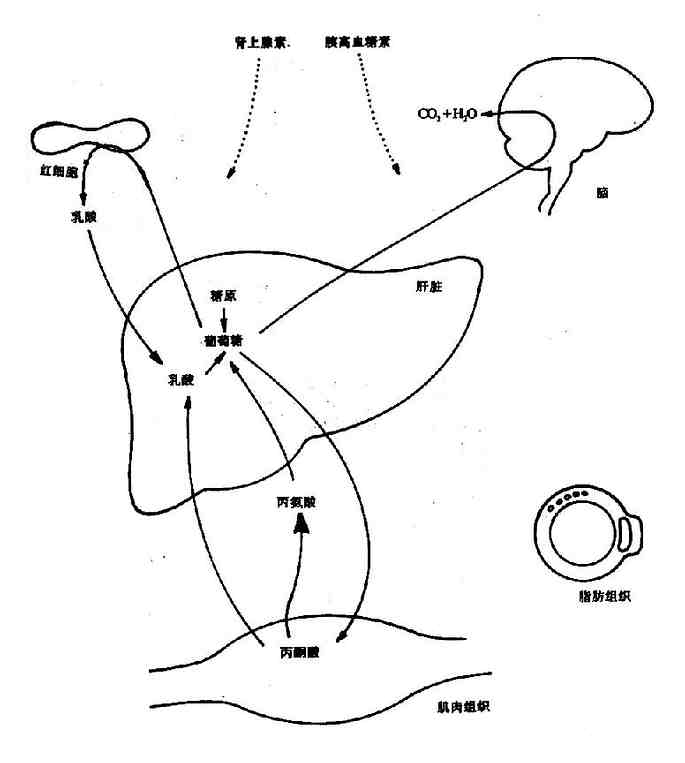 ���ڼ�������»�����Ҫ��֯���л��ϵ