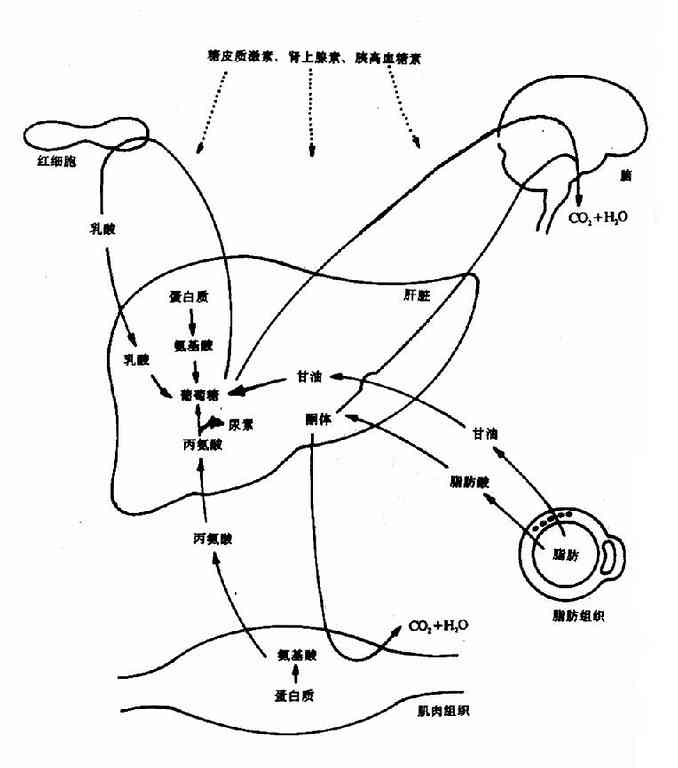 ��������»�����Ҫ��֯���л��ϵ