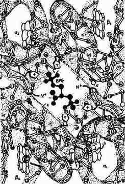 BPG��Hb������ʾ��ͼ