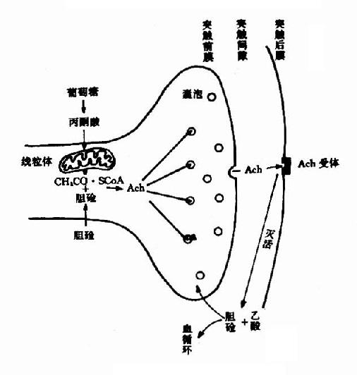 ͻ����λNE�Ķ�̬