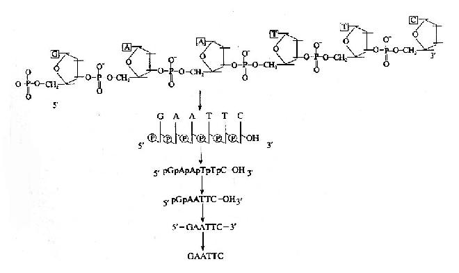 ������ӽṹ�ı�ʾ��ʽ