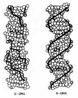 Z��DNA��B��DNA