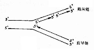 DNA�İ벻��������