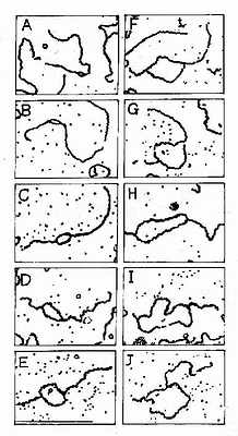 SV40DNA�������������ĵ羵ͼ��