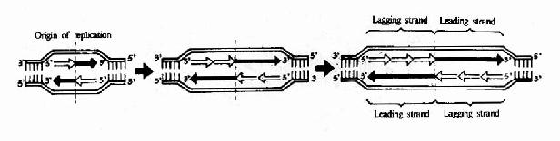 DNA�İ벻�������ƺ͸����ݵ��γ�