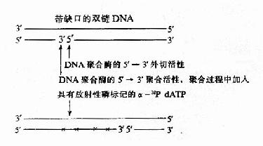 ȱ��ƽ�Ʊ��DNA̽��