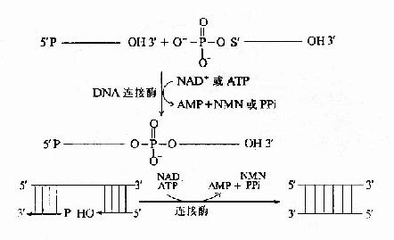����ø�Ĵ߻���Ӧ