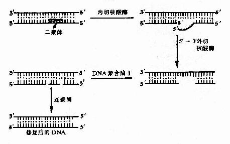 ����DNA���г��޸�