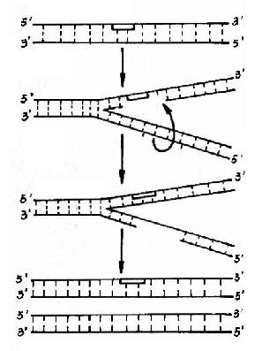 DNA���˺������޸�