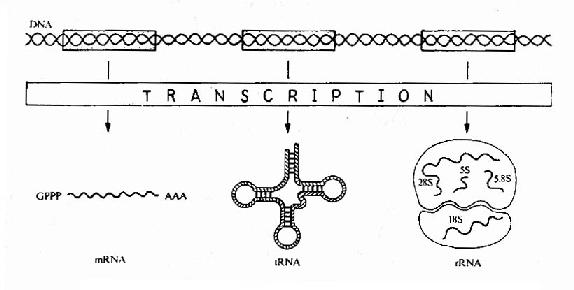Expression of��genetic information bytranscription.