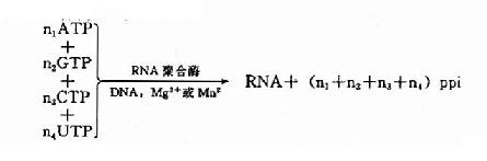 RNA�ۺ�ø�߻���Ӧ