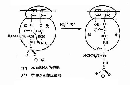 �ļ����γ�